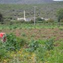  Programas del agro no llegan  al altiplano de Tamaulipas