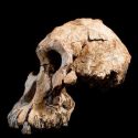  Hallan cráneo de un Australopithecus similar a ‘Lucy’