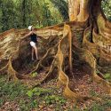  El árbol ‘más grande’ del Amazonas sobrevive a incendios