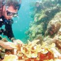  Atacan el cambio climático en el mar; reforestan corales