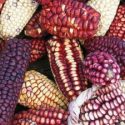 El maíz mexicano, bajo amenaza; importación aumentó 136% en los últimos diez años