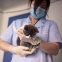  Este es ‘Ajo’, el primer gato clonado en China