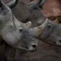  Estos dos rinocerontes blancos son los nuevos huéspedes en La Aurora
