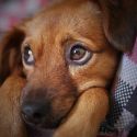  Rara enfermedad mata 26 perros en Noruega; hay alerta