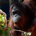  La orangutana que dejará su casa de paredes de cemento