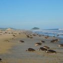  Miles de tortugas golfinas llegan a desovar a Oaxaca