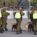  Cachorros en desfile militar inundan de ternura la red