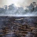  En el Día del Amazonas reportan 265 especies en peligro