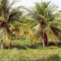  Invitan a Campesinos a buscar alternativas de siembra como el coco o ajonjolí, semillas resistentes al clima extremo