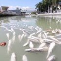  Mortandad de peces de la Canal de la Cortadura en Tampico