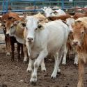  Con barrido en ranchos, detectarán brucelosis en ganado