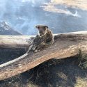  Mamá koala protege a su bebé del fuego en Australia