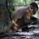  Científicos vuelven inmunes al Ébola a grupo de monos