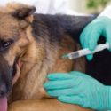  SST llama a prevenir la rabia y  otras enfermedades en mascotas