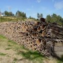  Sivicultores de Tamaulipas harán sustentable el uso de madera