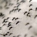  Suman ya 89 muertos por dengue en el país