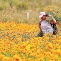  La flor de cempasúchil vence al cambio climático