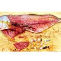  Hallan microplásticos en 20% de pescados; “no basta con prohibir sólo bolsas y popotes”