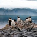  Detectan microplásticos en pingüinos de la Antártida
