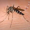  Suman 7 personas muertas por dengue en Guerrero