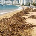  Lirio acuático invade playas de Acapulco