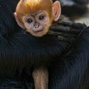  Así luce el ‘increíblemente raro’ mono que nació en Australia