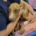  Perro sobrevive bajo escombros, a un mes de ‘Dorian’
