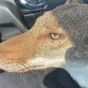  Muere el coyote rescatado que confundieron con un perro