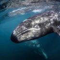  Así ayudan las ballenas a combatir el cambio climático