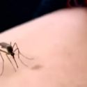  Suman 30 casos de dengue en Chihuahua