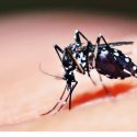  Casos de dengue se triplican en el país: Ssa