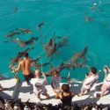  Sin medir el riesgo, turistas alimentan a tiburones