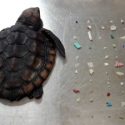  Hallan una tortuga bebé muerta llena de plástico