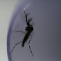  Niño de 7 años, nueva víctima del dengue en Nicaragua
