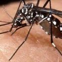  Mosco del dengue ya es inmune al frío. Advierte SST