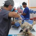  Realizara municipio de Victoria primera  campaña de esterilización canina