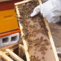  Casi lista planta extractora  de miel en Llera: Ariel