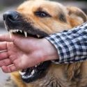  Registran más de 230 agresiones  de perros a humanos