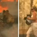  Mujer salva a koala de morir en terrible incendio de Australia