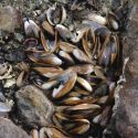  Muerte masiva de moluscos causa alarma en El Salvador