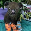  Muere ‘Lewis’, el koala rescatado de incendio en Australia