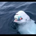  Beluga le pide a ser humano no echar basura al mar