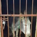 Encarcelan a burro en Chiapas; no le dan de comer ni agua