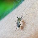  Panamá decreta advertencia sanitaria por dengue