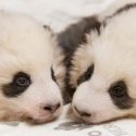  Difunden ‘tiernas’ imágenes de cachorros de panda gemelos