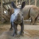  Nace rinoceronte blanco en San Diego