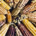  Sería catastrófico regresar a la siembra de maíz criollo: Longoria