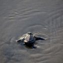  Marea roja causa mortandad de tortugas en Oaxaca