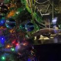  Usan una anguila eléctrica para encender el árbol de Navidad