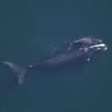  Encuentran otra ballena muerta en el río Támesis, Reino Unido